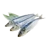 Sardines