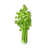 Céleri